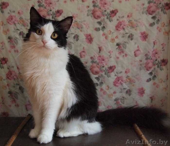 Шошана - харизматичная красавица в добрые руки! - Изображение #1, Объявление #935131