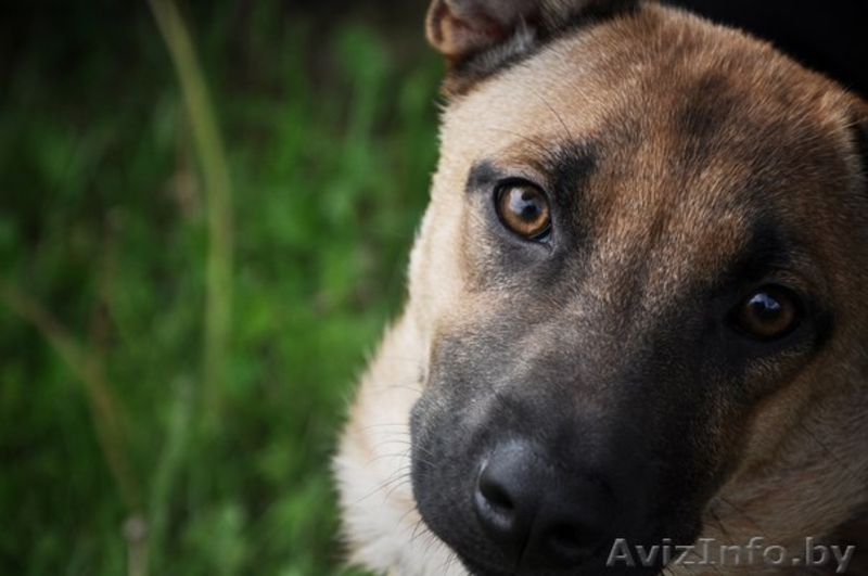 Небольшая собачка в дар! - Изображение #3, Объявление #930685