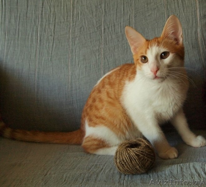 Руби - апельсиновый котёнок в добрые руки! - Изображение #2, Объявление #935125