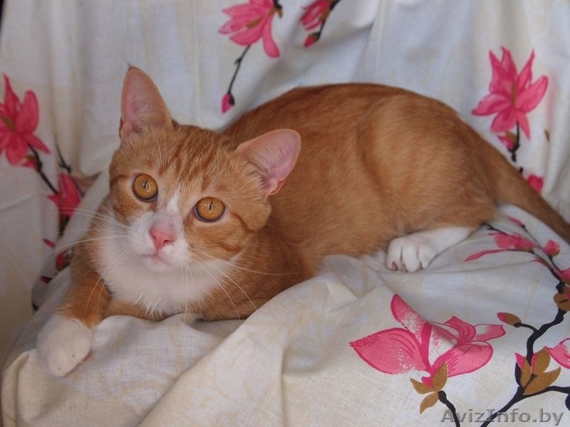 Ашот - обаятельный рыжий котик в добрые руки! - Изображение #1, Объявление #935141