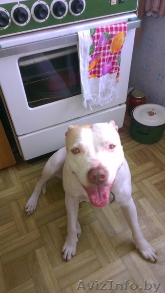 Щенки Американского Питбультерьера - Изображение #3, Объявление #931302