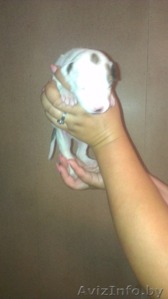 Щенки Американского Питбультерьера - Изображение #2, Объявление #931302