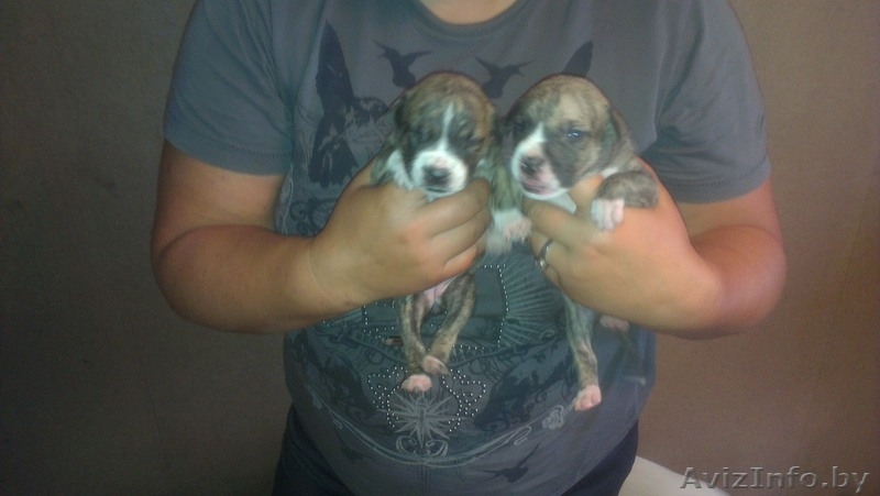 Щенки Американского Питбультерьера - Изображение #1, Объявление #931302