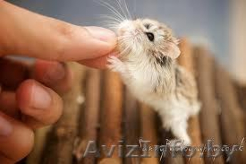 Продам хомячат Роборовского - Изображение #3, Объявление #931740