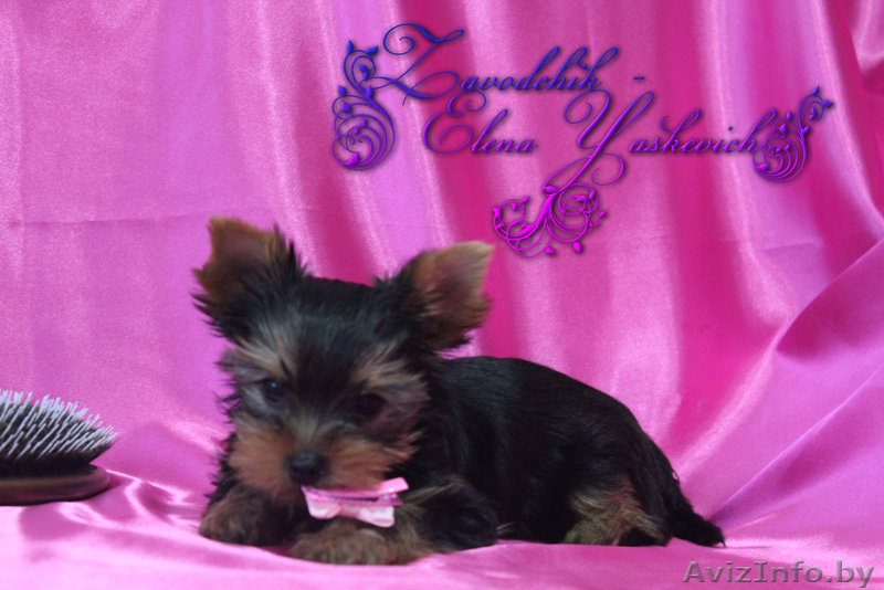 Кукольная девочка йоркширского терьера - Изображение #3, Объявление #933642