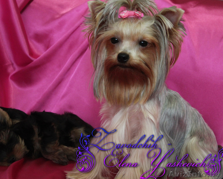 Кукольная девочка йоркширского терьера - Изображение #1, Объявление #933642