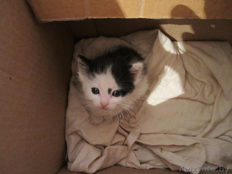 1-месячный котёнок щет дом - Изображение #1, Объявление #930647