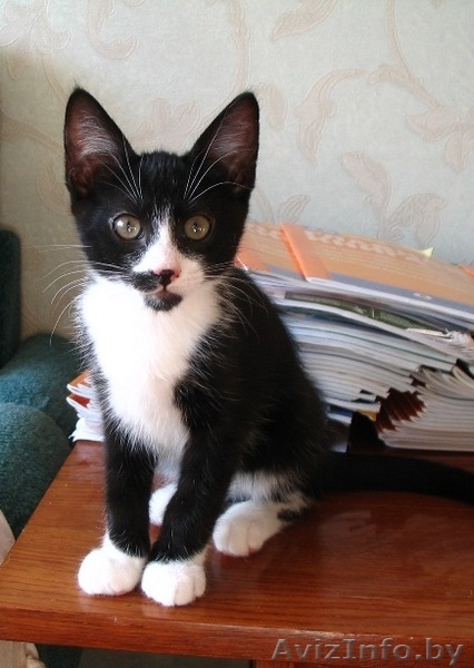 Ральф- котенок урчалочка, от домашней кошечки - Изображение #2, Объявление #931449