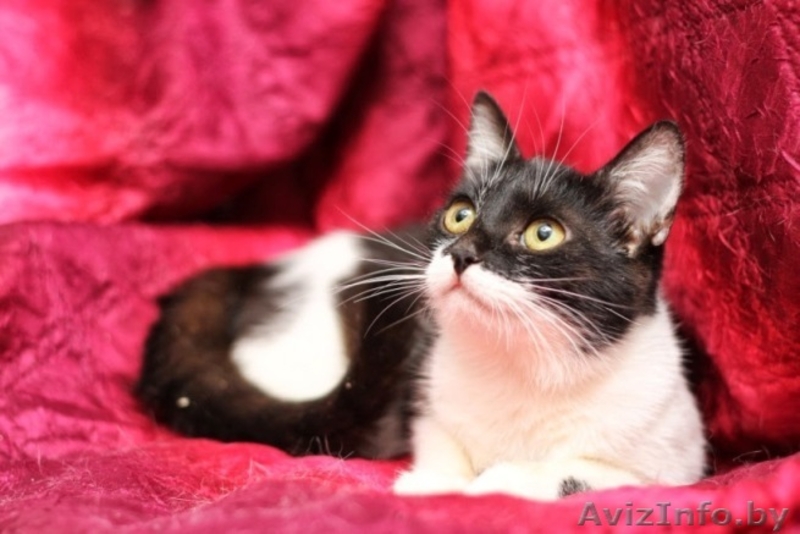 Сандра-роскошная шестимесячная кошечка - Изображение #7, Объявление #926593