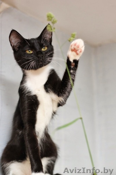 Бонни-котенок девочка 7 мес. ну просто красавица - Изображение #1, Объявление #926586