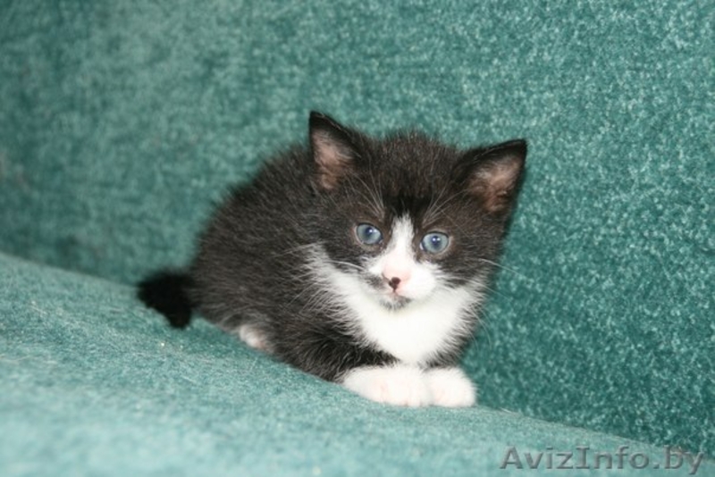 Котята 4мес. черные спинки, белые носочки, симпатичные мордашки  - Изображение #8, Объявление #926598