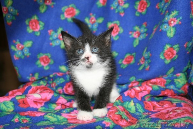 Котята 4мес. черные спинки, белые носочки, симпатичные мордашки  - Изображение #5, Объявление #926598