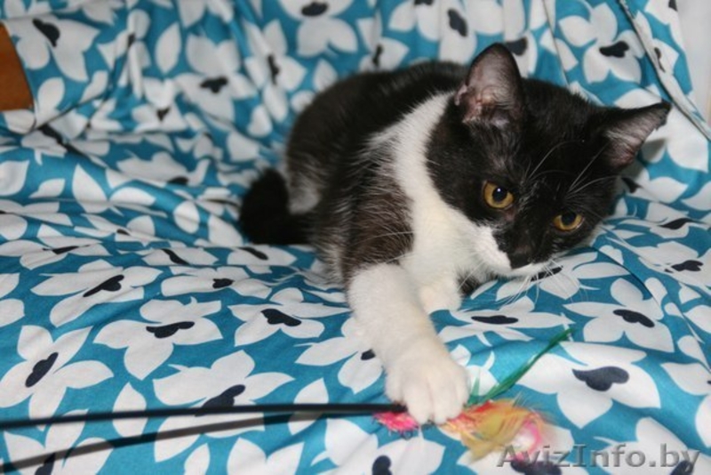 Сандра-роскошная шестимесячная кошечка - Изображение #4, Объявление #926593