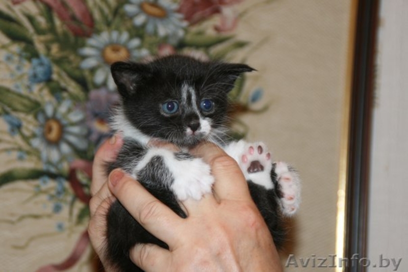 Котята 4мес. черные спинки, белые носочки, симпатичные мордашки  - Изображение #3, Объявление #926598