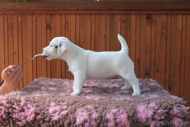  джек рассел щенки - Изображение #2, Объявление #937072