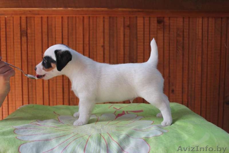  джек рассел щенки - Изображение #1, Объявление #937072