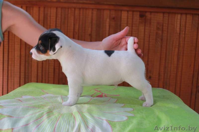  джек рассел щенки - Изображение #3, Объявление #937072