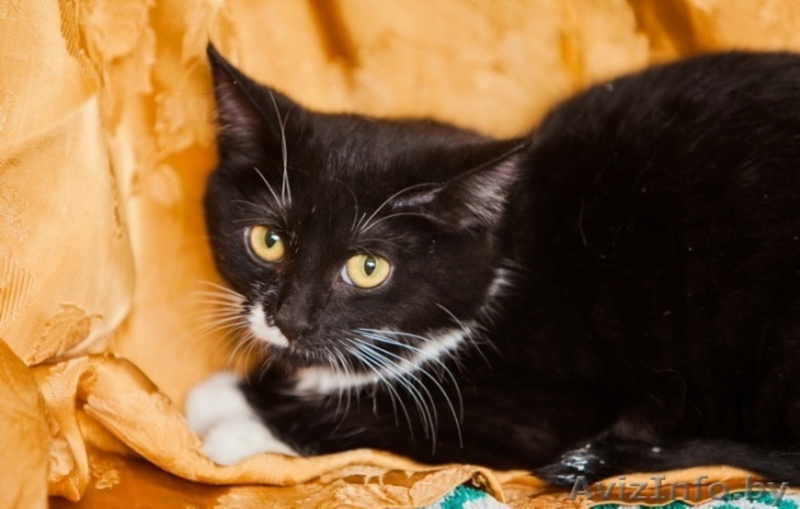 Анита-котенок 6 мес.-маленькая ласковая пантера	. Текст объявления: - Изображение #4, Объявление #926589