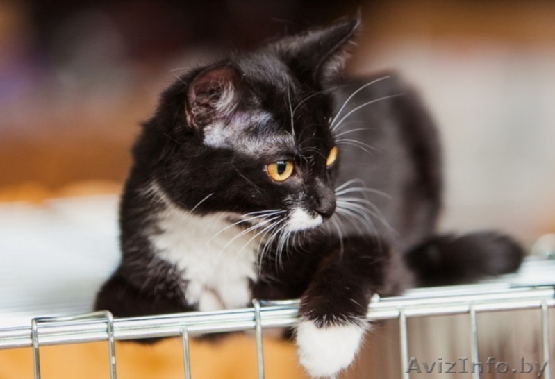 Анита-котенок 6 мес.-маленькая ласковая пантера	. Текст объявления: - Изображение #2, Объявление #926589