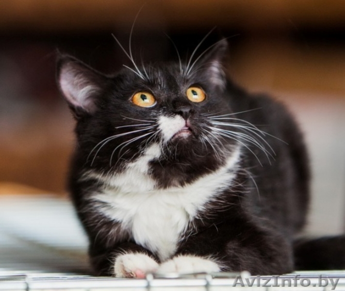 Анита-котенок 6 мес.-маленькая ласковая пантера	. Текст объявления: - Изображение #3, Объявление #926589