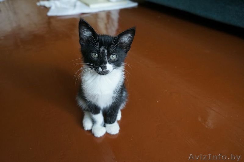 Котята 4мес. черные спинки, белые носочки, симпатичные мордашки  - Изображение #2, Объявление #926598