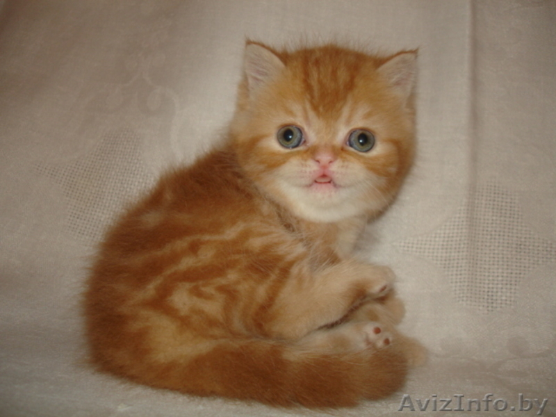 Вислоухие и Британские котята (лиловый,голубой,рыжий) 8-025-9825396 - Изображение #2, Объявление #934849