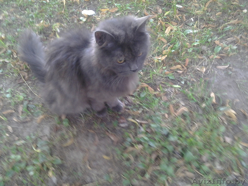 Полуперсидская очаровашка в дар добрым людям! - Изображение #2, Объявление #933407