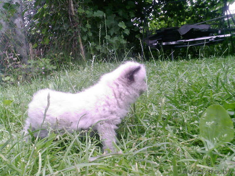 котенок 1 месяц - Изображение #2, Объявление #931731