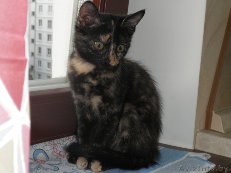 Ушасто-глазастое чудо в добрые руки! - Изображение #5, Объявление #921593