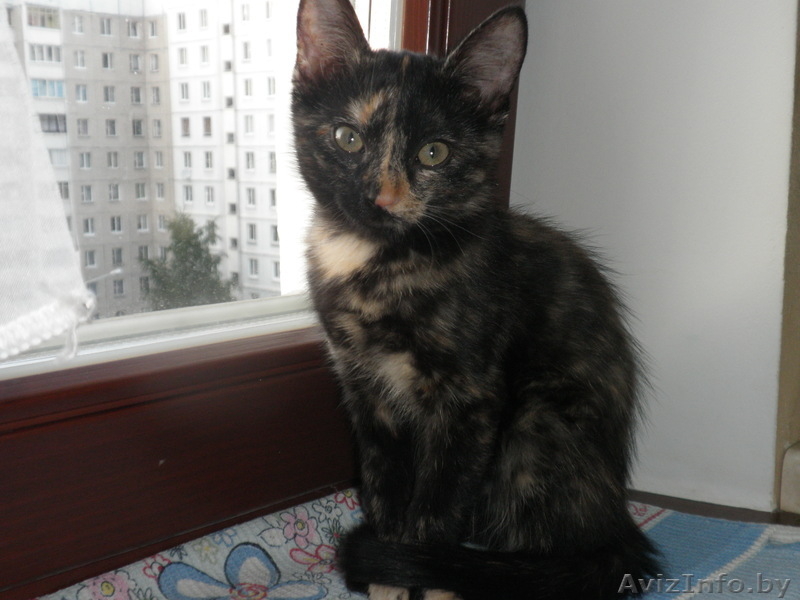 Ушасто-глазастое чудо в добрые руки! - Изображение #6, Объявление #921593