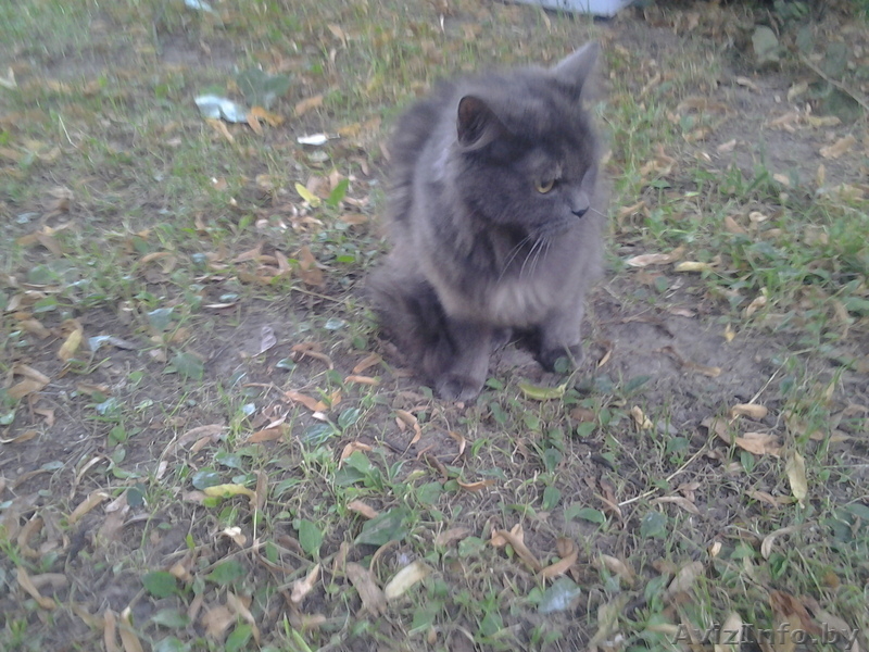 Полуперсидская очаровашка в дар добрым людям! - Изображение #7, Объявление #933407