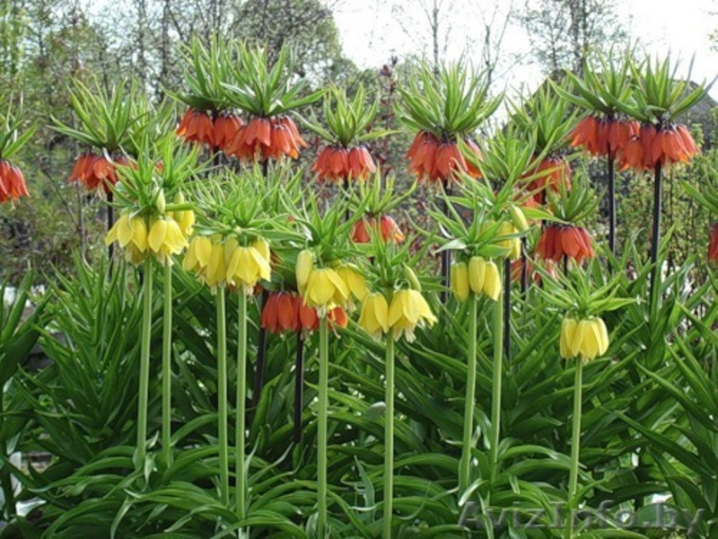 Луковицы цветов - Изображение #3, Объявление #926588