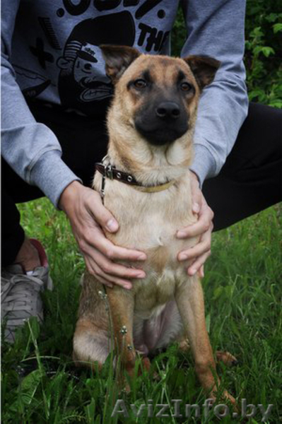 Небольшая собачка в дар! - Изображение #2, Объявление #930685