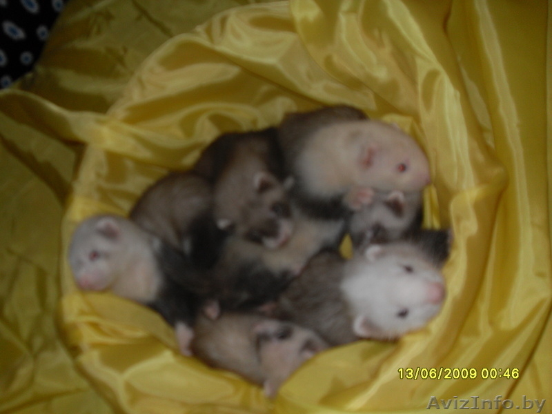 продаются хорьки - Изображение #2, Объявление #930731