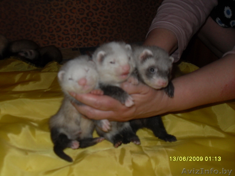 продаются хорьки - Изображение #3, Объявление #930731