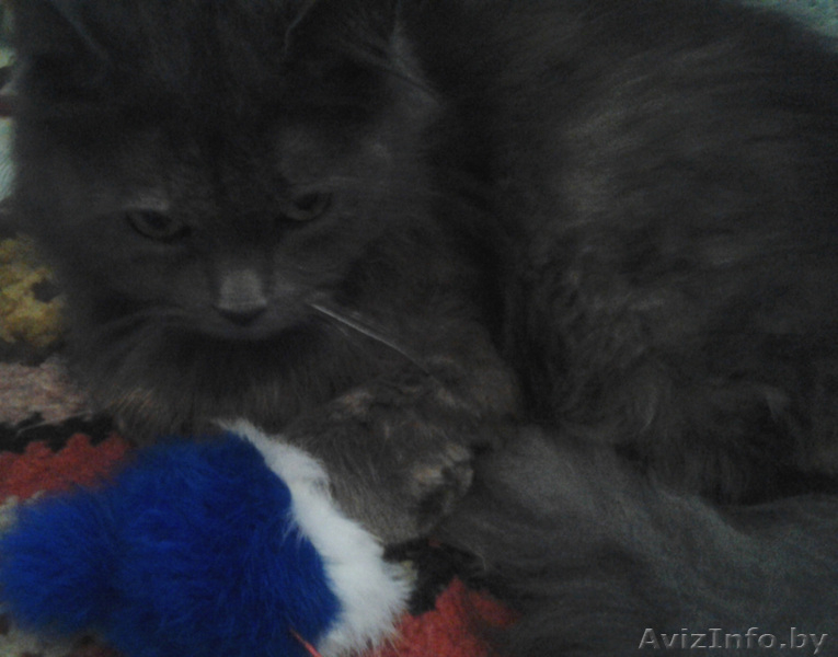 Полуперсидская очаровашка в дар добрым людям! - Изображение #1, Объявление #933407