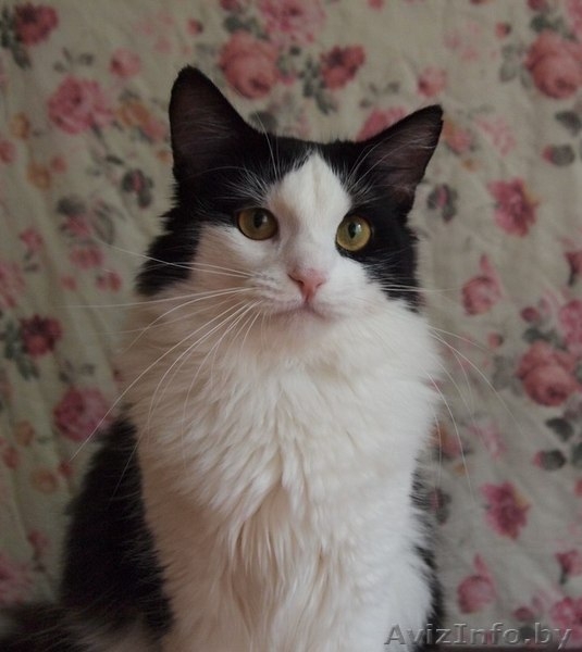 Шошана - харизматичная красавица в добрые руки! - Изображение #2, Объявление #935131