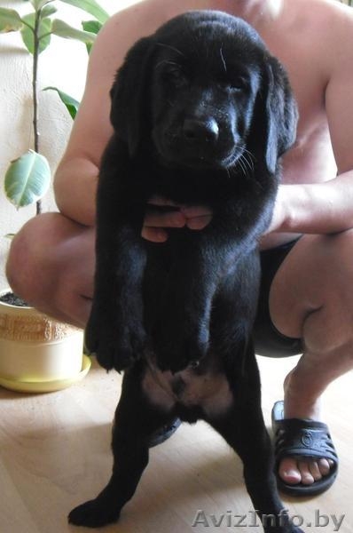 Высокопородный щенок лабрадора - Изображение #3, Объявление #933565