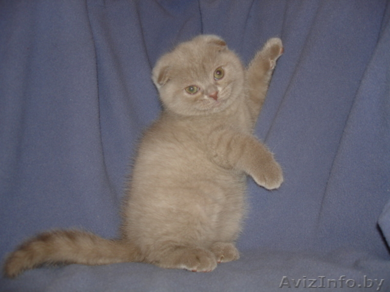 Вислоухие и Британские котята (лиловый,голубой,рыжий) 8-025-9825396 - Изображение #1, Объявление #934849