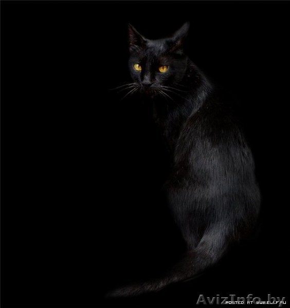 Черничка -кошечка-ягодка, 3 мес. - Изображение #2, Объявление #938074