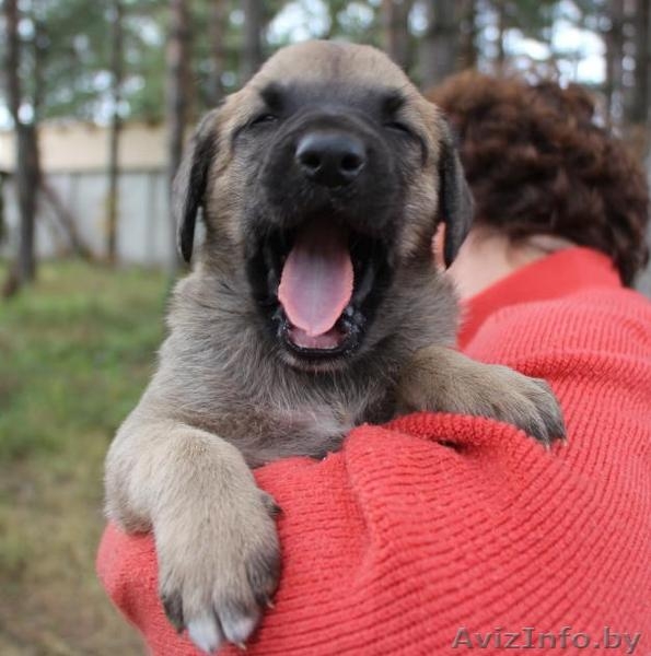 Семеро из ларца одинаковых с лица - Изображение #2, Объявление #949164