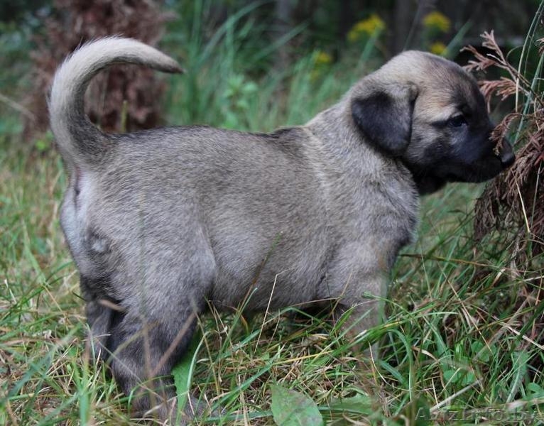 Семеро из ларца одинаковых с лица - Изображение #3, Объявление #949164