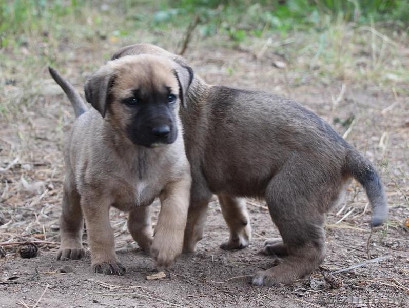 Семеро из ларца одинаковых с лица - Изображение #4, Объявление #949164