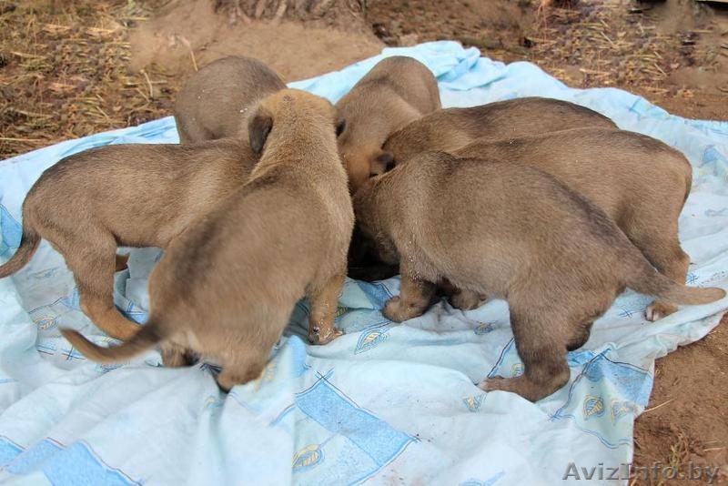 Семеро из ларца одинаковых с лица - Изображение #5, Объявление #949164