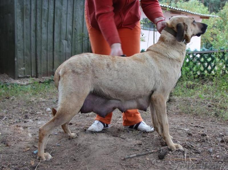 Семеро из ларца одинаковых с лица - Изображение #7, Объявление #949164