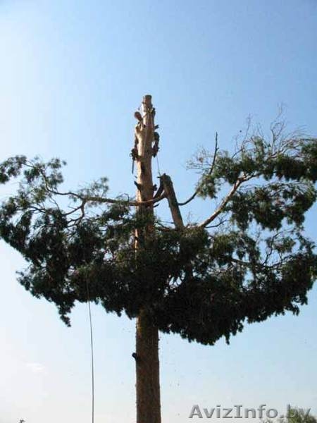 Удаление деревьев методом промышленного альпинизма - Изображение #3, Объявление #946695