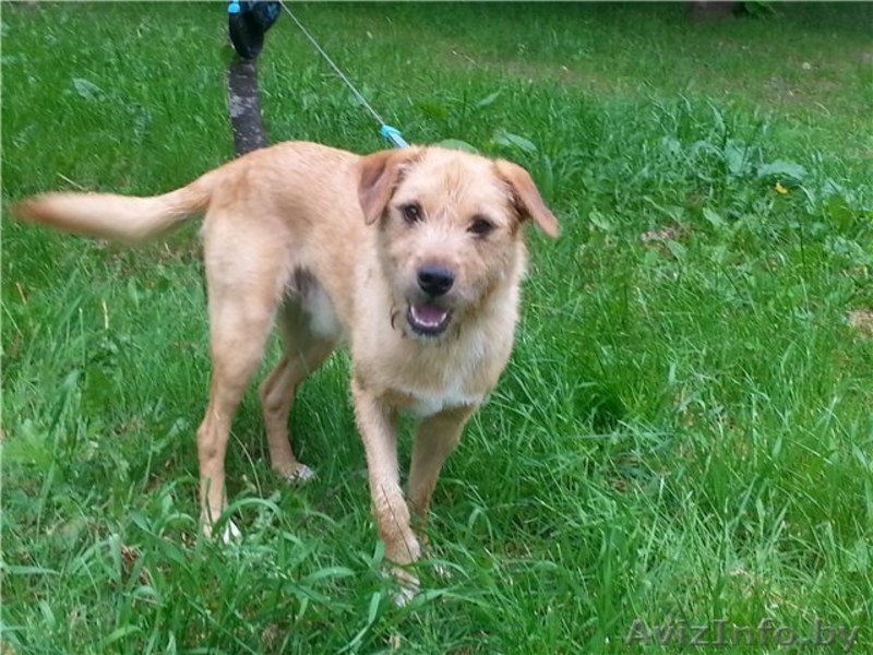 Cобака-улыбака ищет дом(в дар) - Изображение #2, Объявление #948882