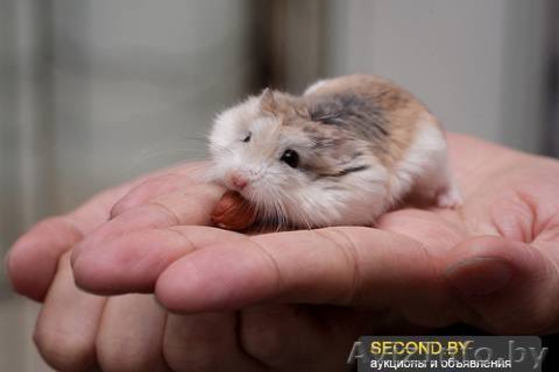 Продаются хомячки Роборовского - Изображение #2, Объявление #941289