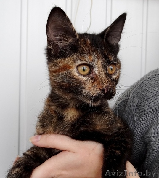 Данка-кошечка ласкуша в дар! - Изображение #4, Объявление #937199