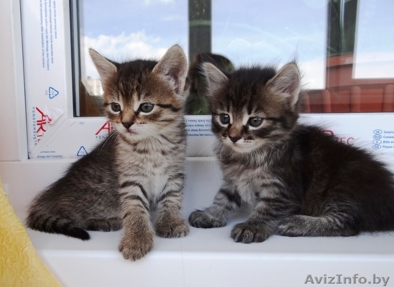 Котята-малыши красавчики  в дар! - Изображение #1, Объявление #903249
